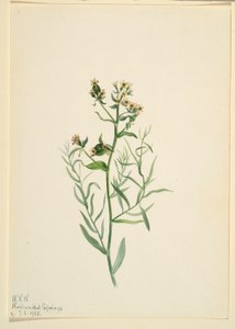 Ropucha brodawkowata (Comandra pallida) autorstwa Mary Vaux Walcott