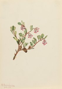 Mącznica lekarska (Arctostaphylos uva-ursi) autorstwa Mary Vaux Walcott