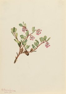 Mącznica lekarska Arctostaphylos uva-ursi, 1916. autorstwa Mary Vaux Walcott