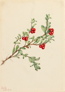 Bearberry Arctostaphylos uva-ursi, 1916.    1164555   pl       polish Successfully Translated  Original: Randtegning, formentlig til titelblad til "Liden Gunver" Translat: Randtegning, formentlig til titelblad til "Liden Gunver" 1263571 pl polish Successfu autorstwa Mary Vaux Walcott