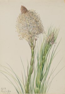 Trawa niedźwiedzia Xerophyllum tenax, 1924. autorstwa Mary Vaux Walcott