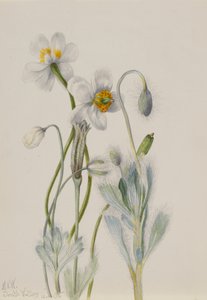 Bearpoppy Arctomecon merriami, 1935. autorstwa Mary Vaux Walcott