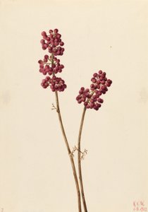 Beauty Berry (Callicarpa americana) autorstwa Mary Vaux Walcott