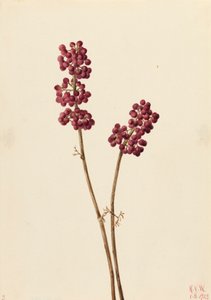 Beauty Berry Callicarpa americana, 1923. autorstwa Mary Vaux Walcott