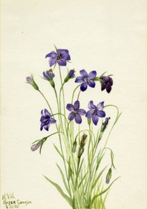 Dzwonek Dzwonkowy, 1935. autorstwa Mary Vaux Walcott