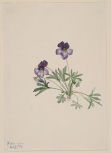 Fiołek trójbarwny (Viola pedata) autorstwa Mary Vaux Walcott