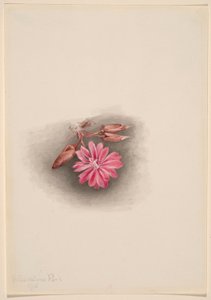 Bitterroot (Lewisia redivivia) autorstwa Mary Vaux Walcott