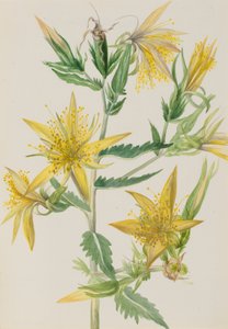 Płonąca Gwiazda Mentzelia laevicaulis, ca. Lata 30. XX wieku. autorstwa Mary Vaux Walcott