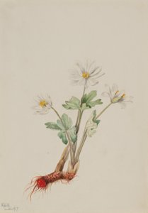 Krwawnik pospolity (Sanguinaria canadensis) autorstwa Mary Vaux Walcott