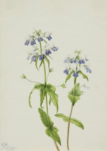 Niebieskooka Mary Collinsia verna, 1927. autorstwa Mary Vaux Walcott