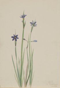Trawa niebieskooka (Sisyrinchium angustifolium) autorstwa Mary Vaux Walcott