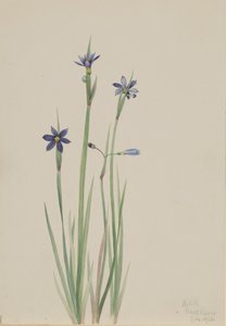 Niebieskooka trawa Sisyrinchium angustifolium, 1920. autorstwa Mary Vaux Walcott