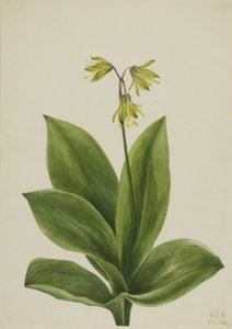 Niebieski koralik (Clintonia borealis) autorstwa Mary Vaux Walcott