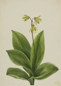 Niebieski koralik Clintonia borealis, 1924. autorstwa Mary Vaux Walcott
