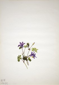Orlik niebieski (Aquilegia saximontana) autorstwa Mary Vaux Walcott