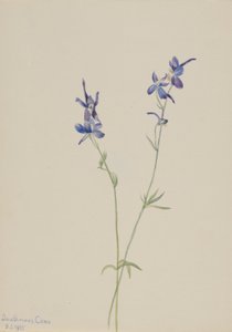 Ostróżka niebieska (Delphinium nuttallianum) autorstwa Mary Vaux Walcott