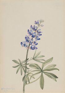 Łubin błękitny Lupinus argenteus, 1915. autorstwa Mary Vaux Walcott