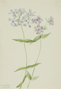 Floks niebieski (Phlox divaricata) autorstwa Mary Vaux Walcott