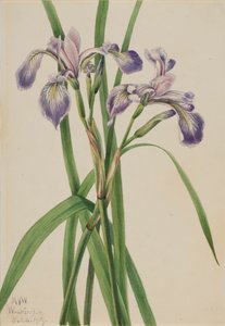 Niebieska kosaciec Iris versicolor, 1919. autorstwa Mary Vaux Walcott