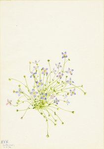 Bluets (Houstonia serpyllifolia) autorstwa Mary Vaux Walcott