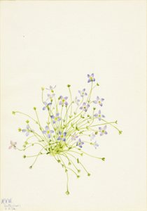 Bluets Houstonia serpyllifolia, 1934. autorstwa Mary Vaux Walcott