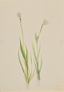 Bagno-Asphodel Tofieldia intermedia, 1920. autorstwa Mary Vaux Walcott