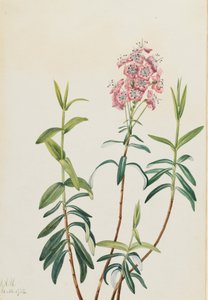 Bagno Kalmia Kalmia polifolia, 1922. autorstwa Mary Vaux Walcott
