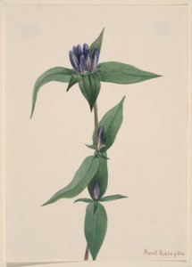 Goryczka wąskolistna (Gentiana saponaria) autorstwa Mary Vaux Walcott