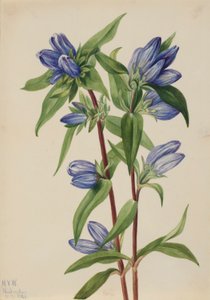 Goryczka wąskolistna (Gentiana saponaria) autorstwa Mary Vaux Walcott