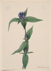 Butelka z goryczki Gentiana saponaria, 1905. autorstwa Mary Vaux Walcott