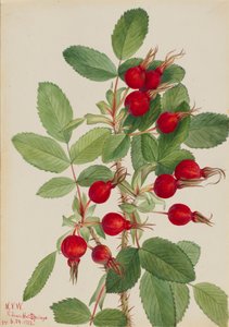Bourgeau Rose Rosa bourgeauiana, 1923. autorstwa Mary Vaux Walcott