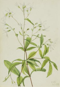 Bowmansroot (Porteranthus trifoliatus) autorstwa Mary Vaux Walcott