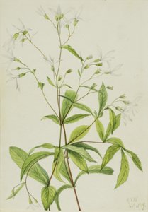 Korzeń łucznika Porteranthus trifoliatus, 1919. autorstwa Mary Vaux Walcott