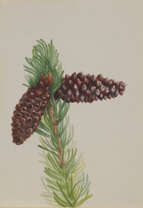 Sosna wejmutka (Pinus aristata) autorstwa Mary Vaux Walcott
