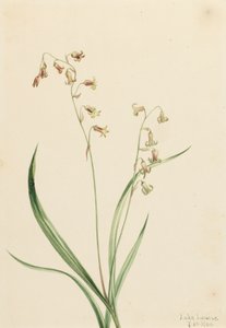 Bronzebells z Western Stenanthium, 1906. autorstwa Mary Vaux Walcott