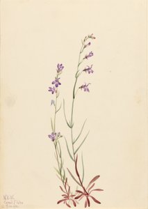 Lobelia strumieniowa (Lobelia kalmii) autorstwa Mary Vaux Walcott
