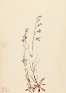 Brook Lobelia Lobelia kalmii, 1923. autorstwa Mary Vaux Walcott