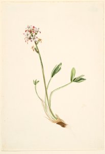 Fasola szparagowa (Menyanthes trifoliata) autorstwa Mary Vaux Walcott