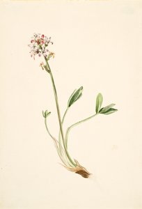 Buckbean Menyanthes trifoliata, ca. 1900-1920. autorstwa Mary Vaux Walcott