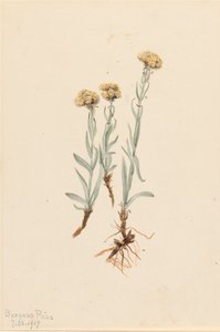 Buff Pussytoes Antennaria luzuloides, 1917. autorstwa Mary Vaux Walcott