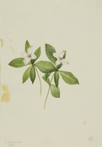 Dereń świdwa (Cornus canadensis) autorstwa Mary Vaux Walcott