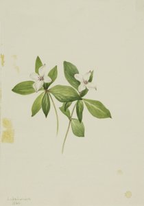 Kanadyjski róg buchberry, 1902. autorstwa Mary Vaux Walcott