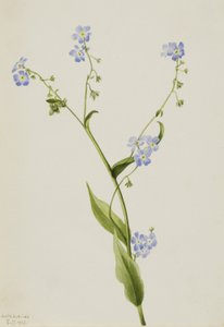 Bur-forget-me-not Lappula diffusa, 1903. autorstwa Mary Vaux Walcott