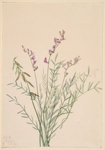 Traganek burgundzki (Astragalus bourgovii) autorstwa Mary Vaux Walcott