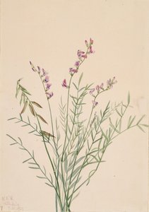 Burgess Milkvetch Astragalus bourgovii, 1922. autorstwa Mary Vaux Walcott