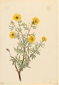 Pięciornik krzewiasty Potentilla fruticosa, 1917. autorstwa Mary Vaux Walcott