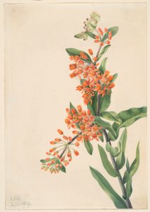 Chwast motylkowy (Ascelpias tuberosa) autorstwa Mary Vaux Walcott