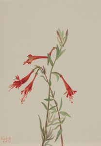Fuschia kalifornijska (Zauschneria californica) autorstwa Mary Vaux Walcott