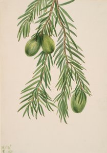 Kalifornijska gałka muszkatołowa Tumion californicum, 1929. autorstwa Mary Vaux Walcott