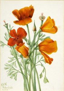 California Poppy Eschscholtzia californica, 1935. autorstwa Mary Vaux Walcott